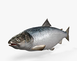 Atlantic Salmon 3D model