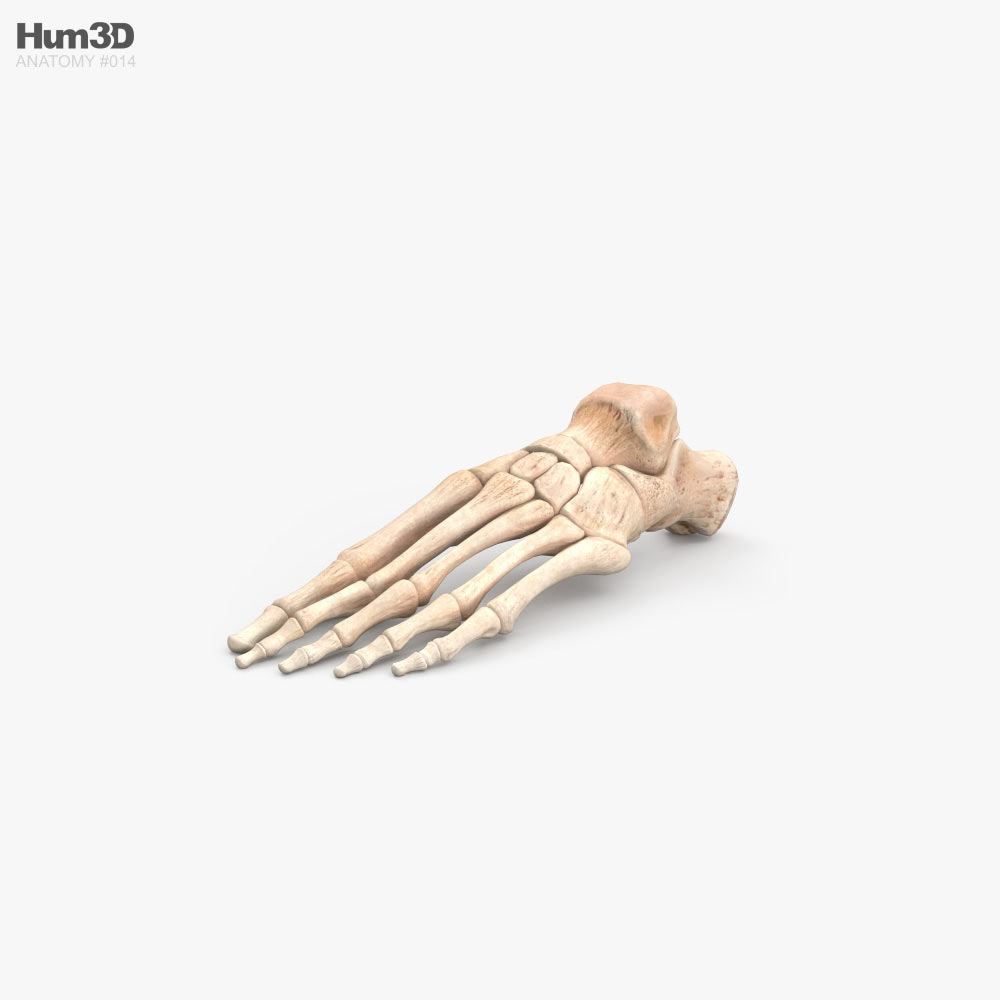 Human Foot Bones 3d Model Characters On Hum3d