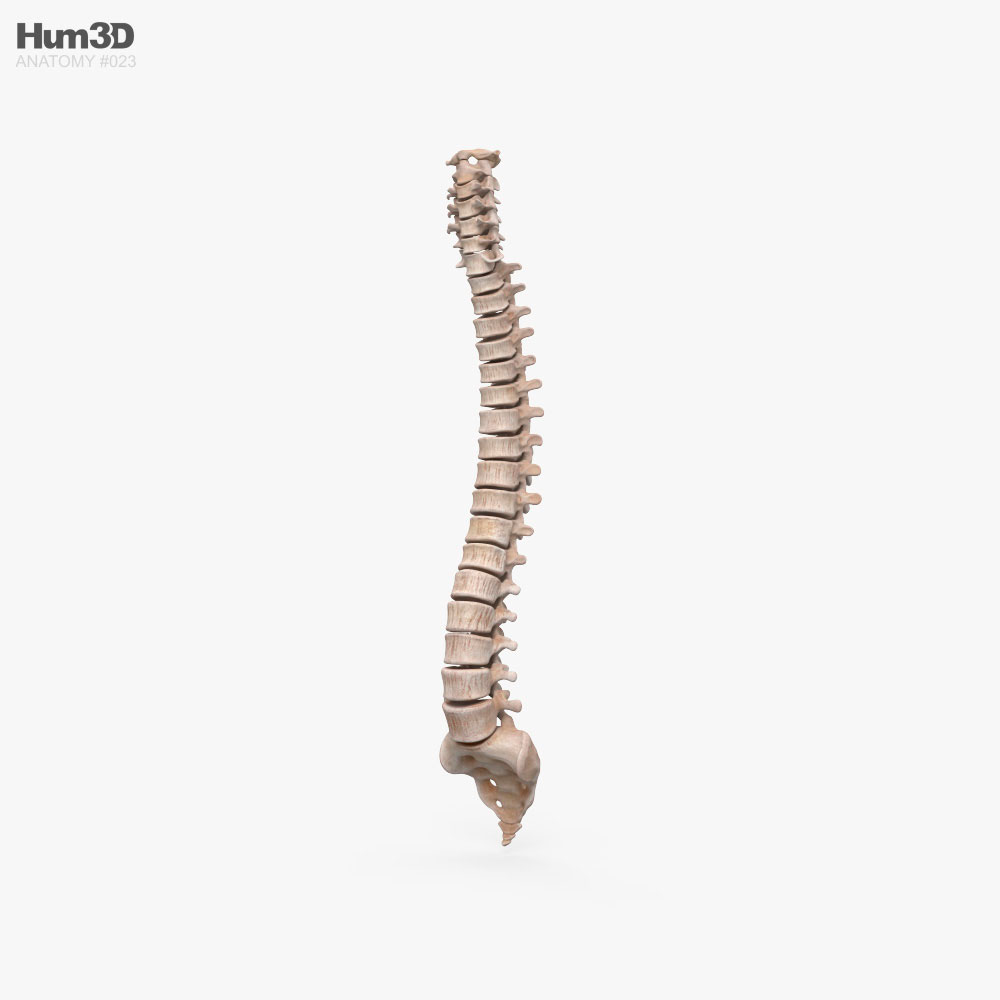 Human Spine 3D model Characters on Hum3D