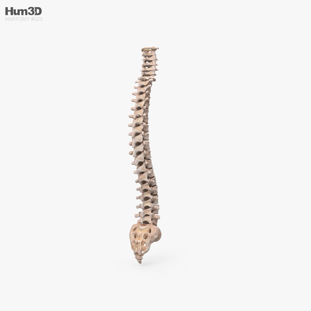 Human Spine 3D model Characters on Hum3D