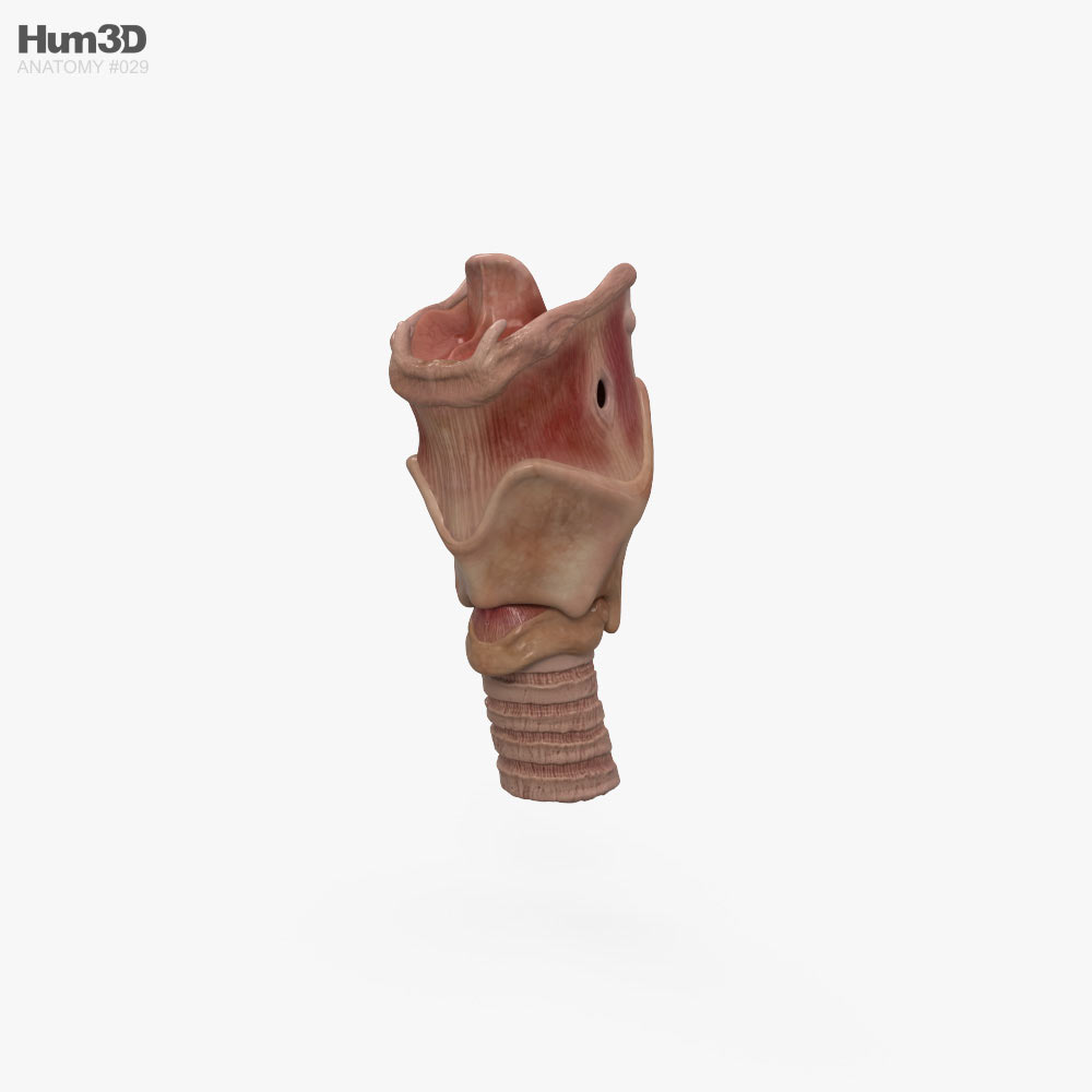 Larynx 3D model Characters on Hum3D