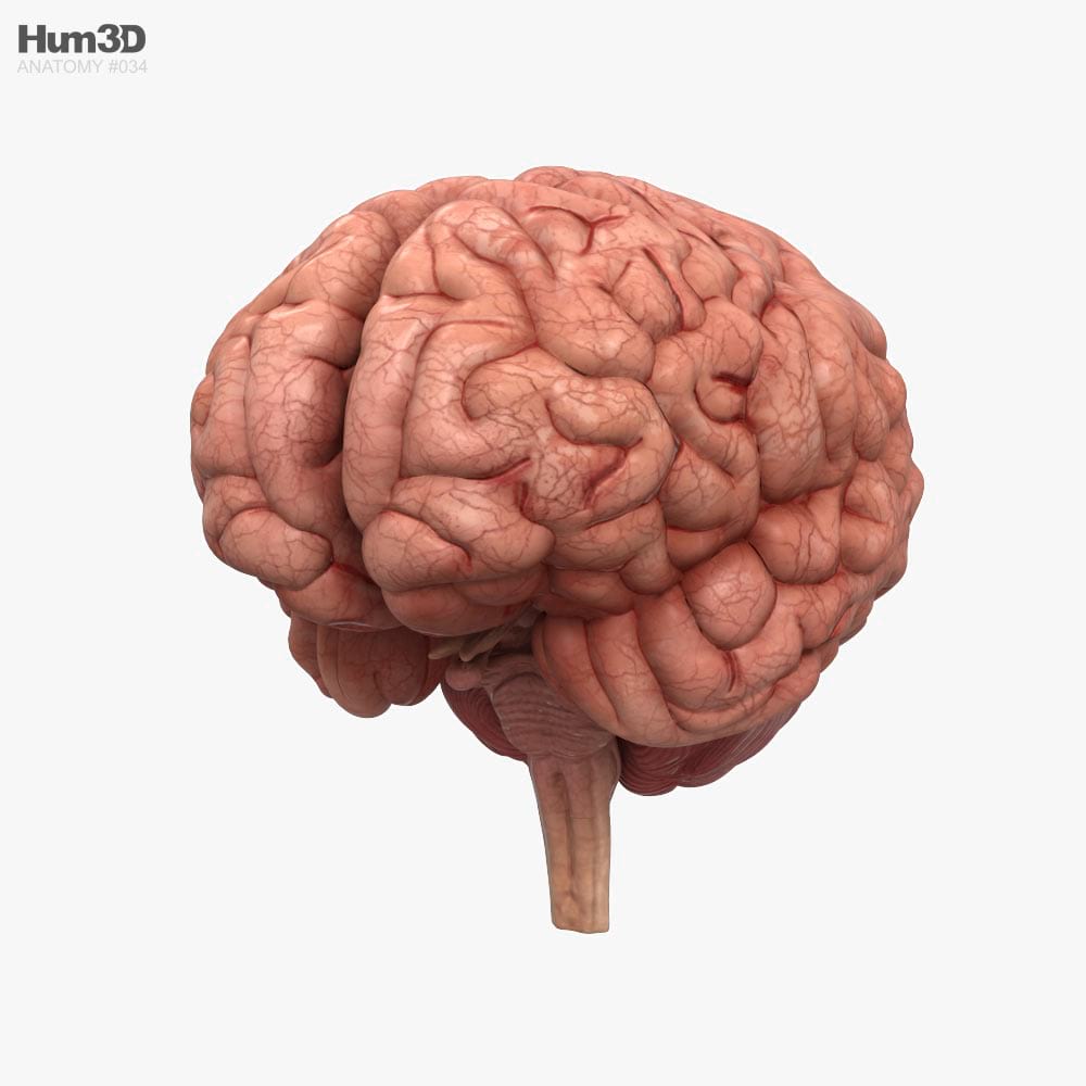human brain 3d model free