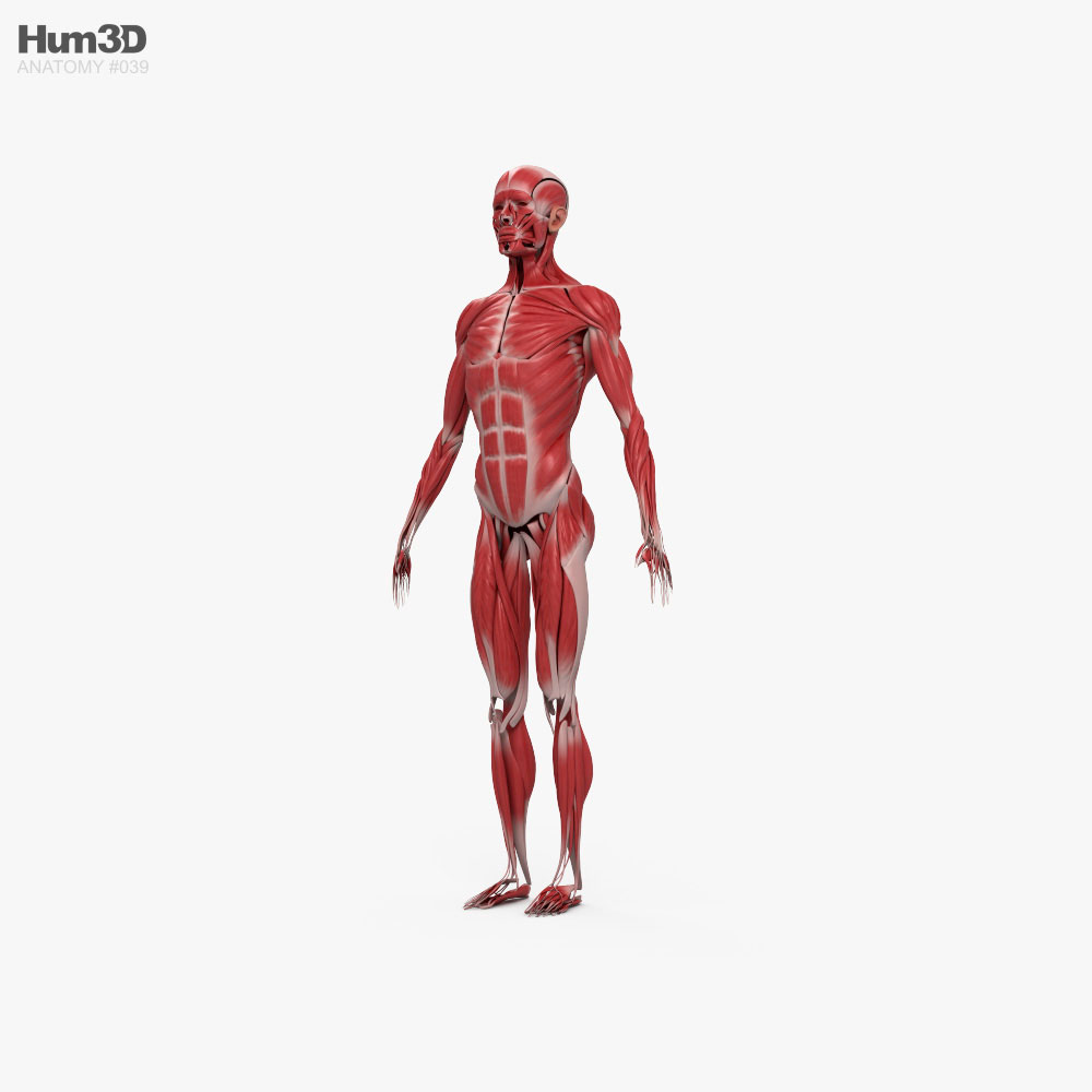 Human Muscular System 3D model Characters on Hum3D