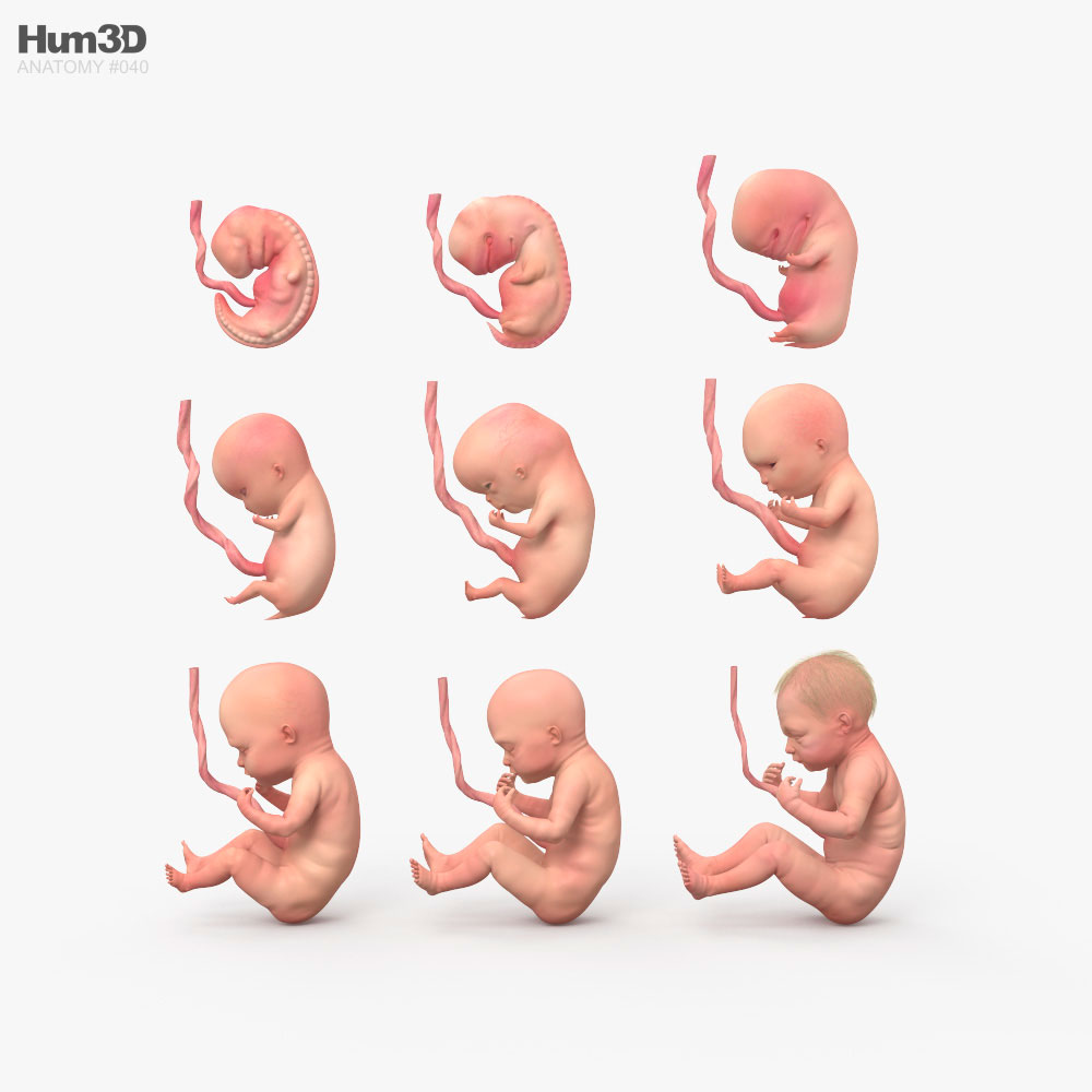 Human Fetus 3d Model Characters On Hum3d