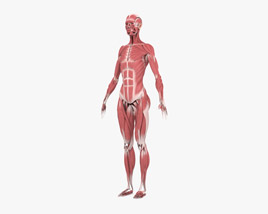 Female Muscular System 3D model