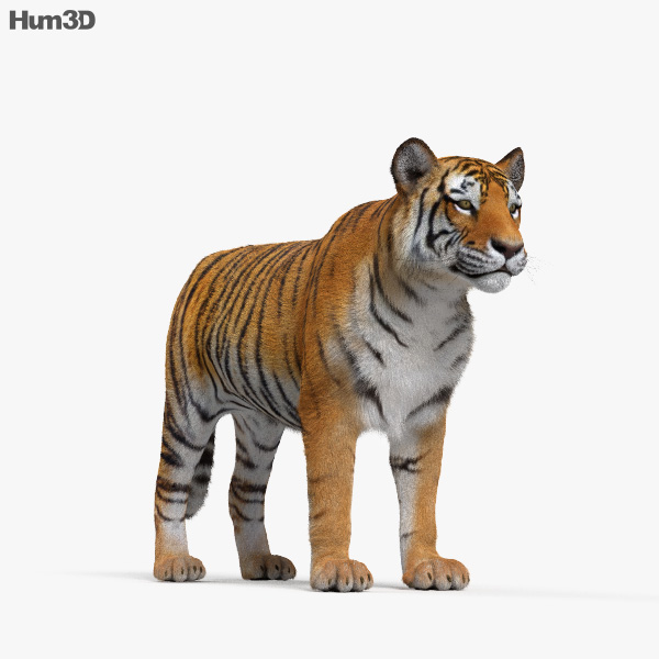 Featured image of post 3D Models Tiger View In 3D