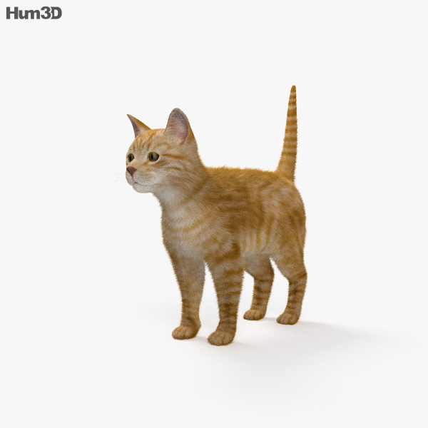 Ginger Cat  HD 3D  model Animals on Hum3D
