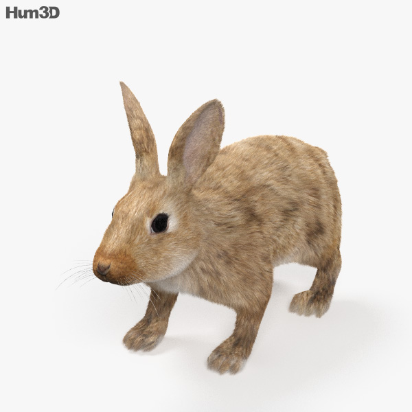 Common Rabbit HD 3D model - Animals on Hum3D