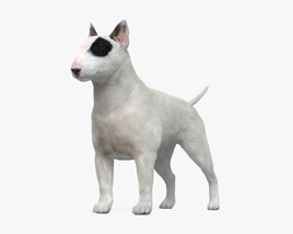 Bull Terrier 3D model