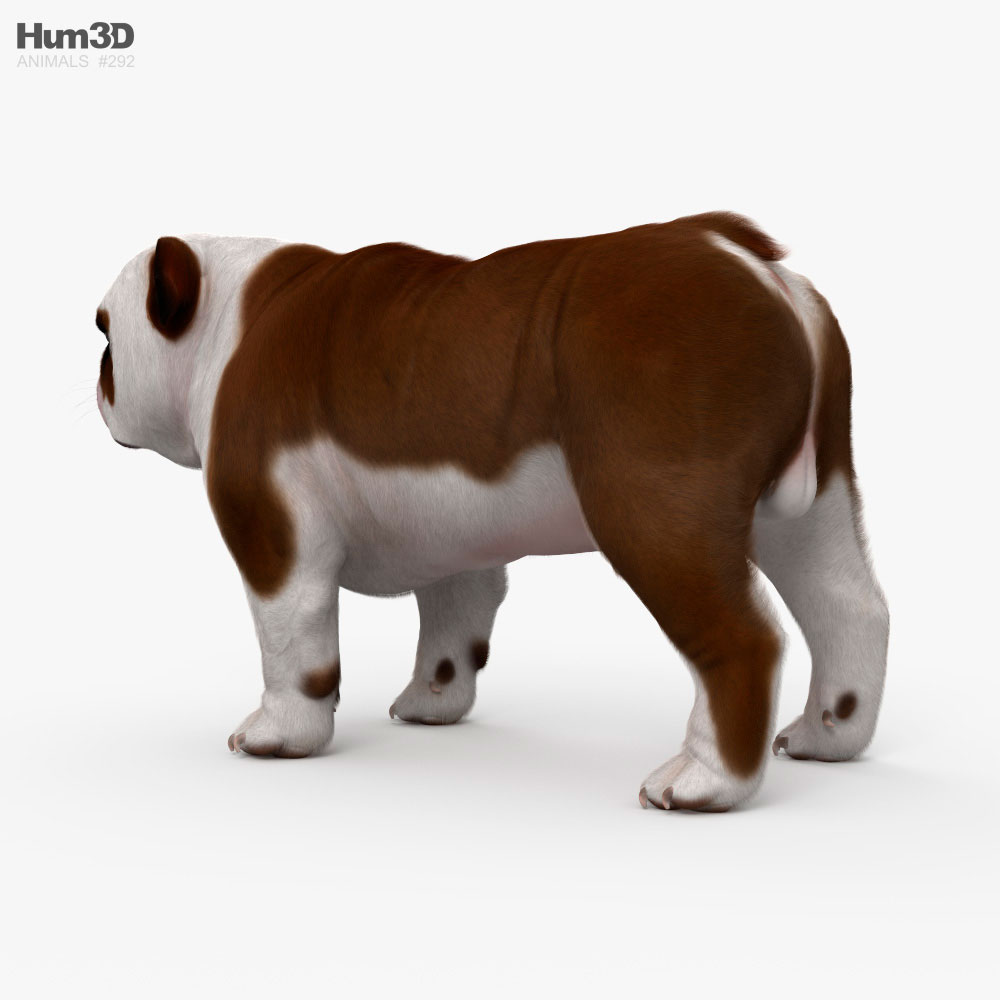 English Bulldog HD 3D model - Animals on Hum3D