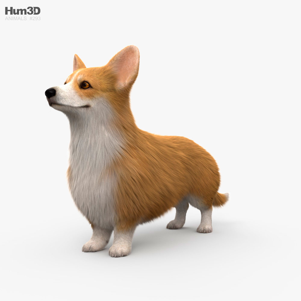 corgi models 2020