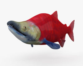 Sockeye Salmon 3D model