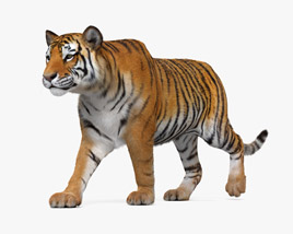 Walking Tiger 3D model