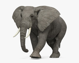 Walking African Elephant 3D model