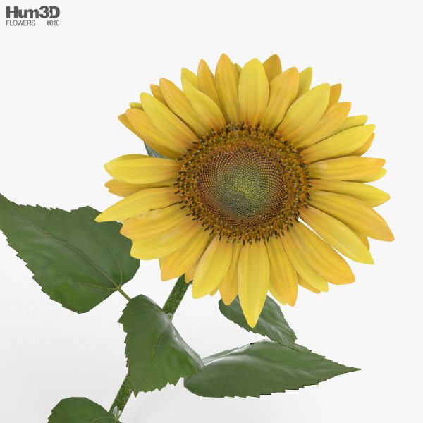 Sunflower 3D Model - Plants On Hum3D