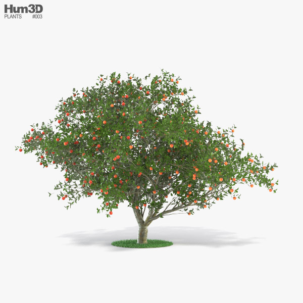 Apple Tree 3d Model Plants On Hum3d