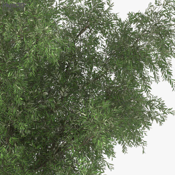 Olive Tree 3d Model Plants On Hum3d