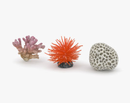 Coral 3D model