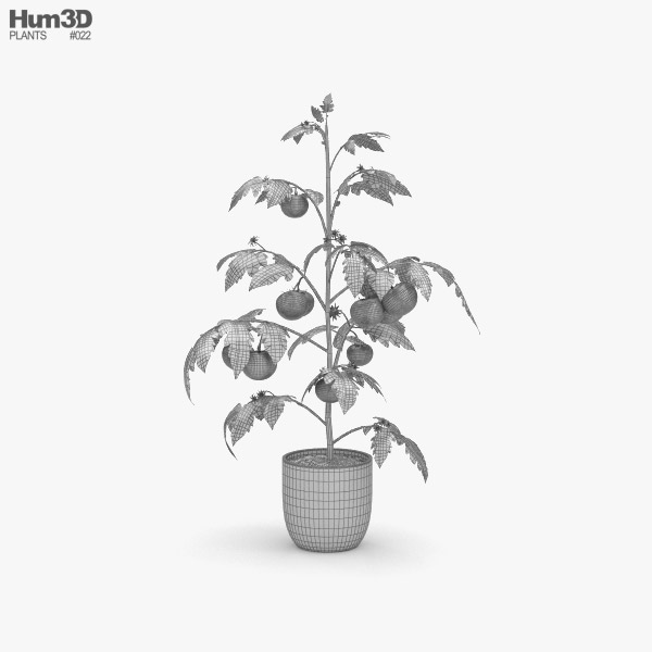 Featured image of post Tomato Plant 3D Model Free Download Plant 3d models available for download contain flora organisms that grow as domestic plants and in the nature such as flowers trees grass creepers greenery herbs perennials seedlings shoots shrubs slips sprouts vines weed indoor plants