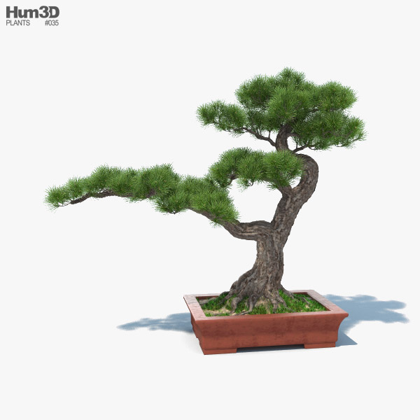 Bonsai Tree 3d Model Free Download