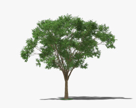 Бразильське дерево 3D модель