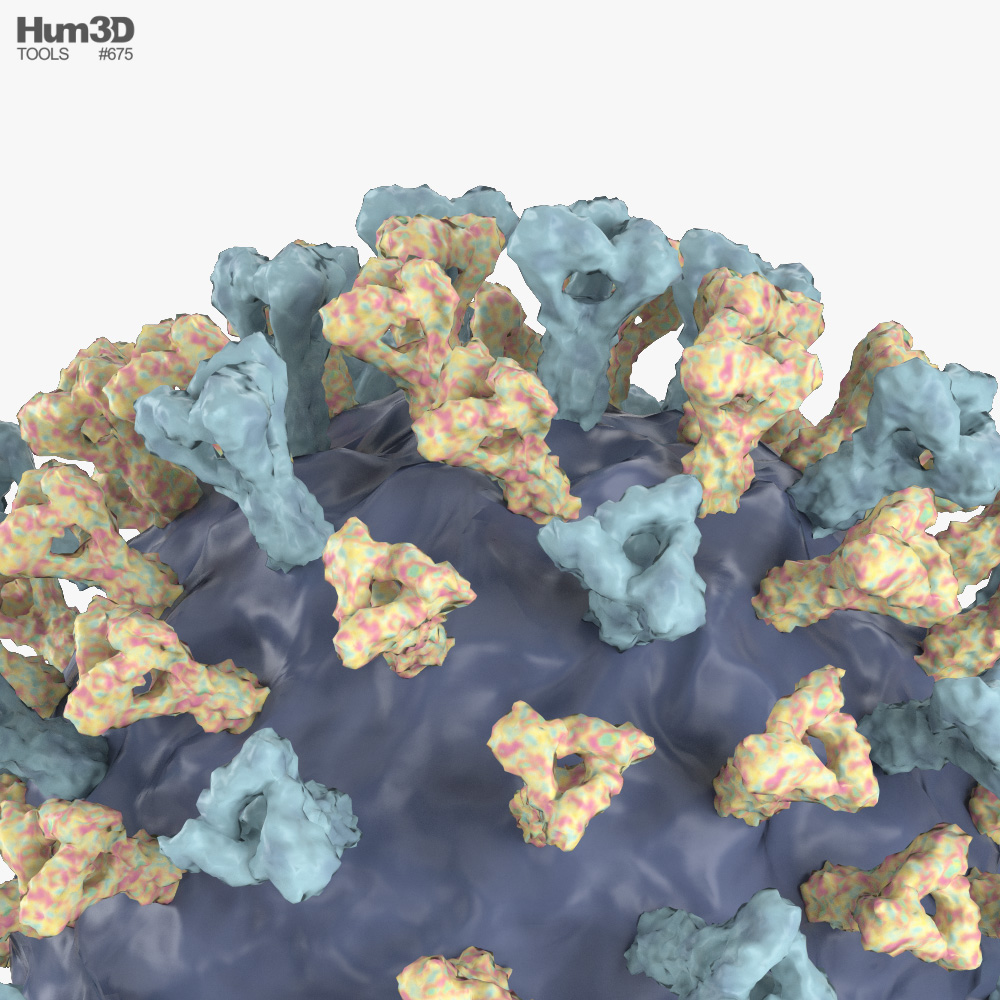 Measles Virus 3D model - Life and Leisure on Hum3D